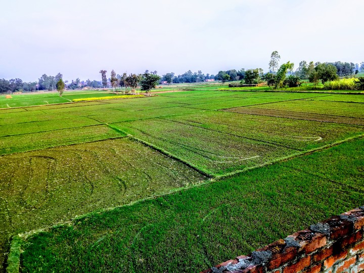 village fields