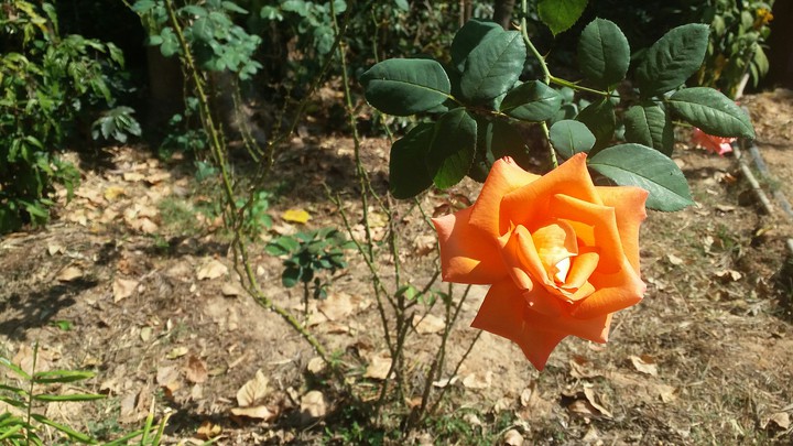 Orange Rose