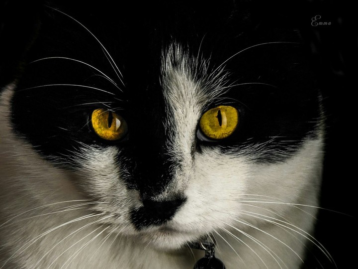 Yellow Eyes