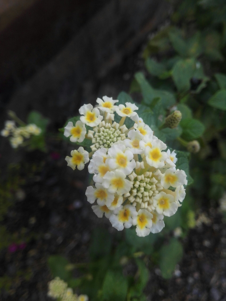 white and yellow flower