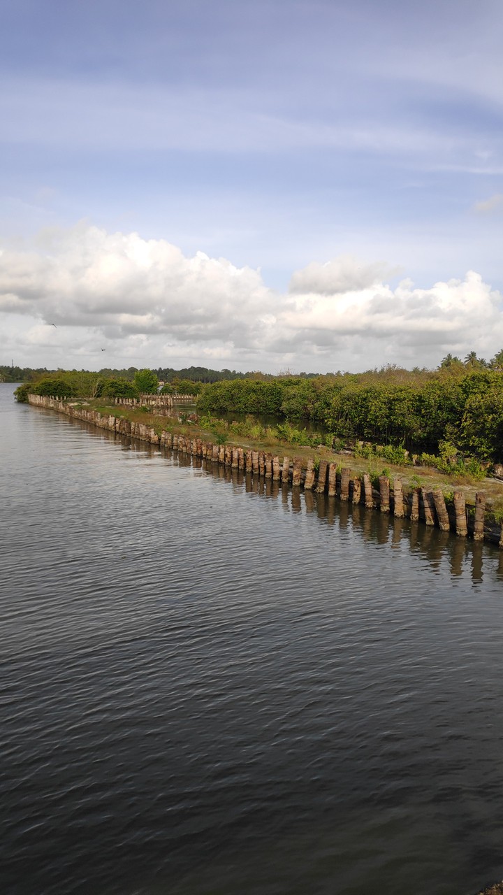 mangrove forest