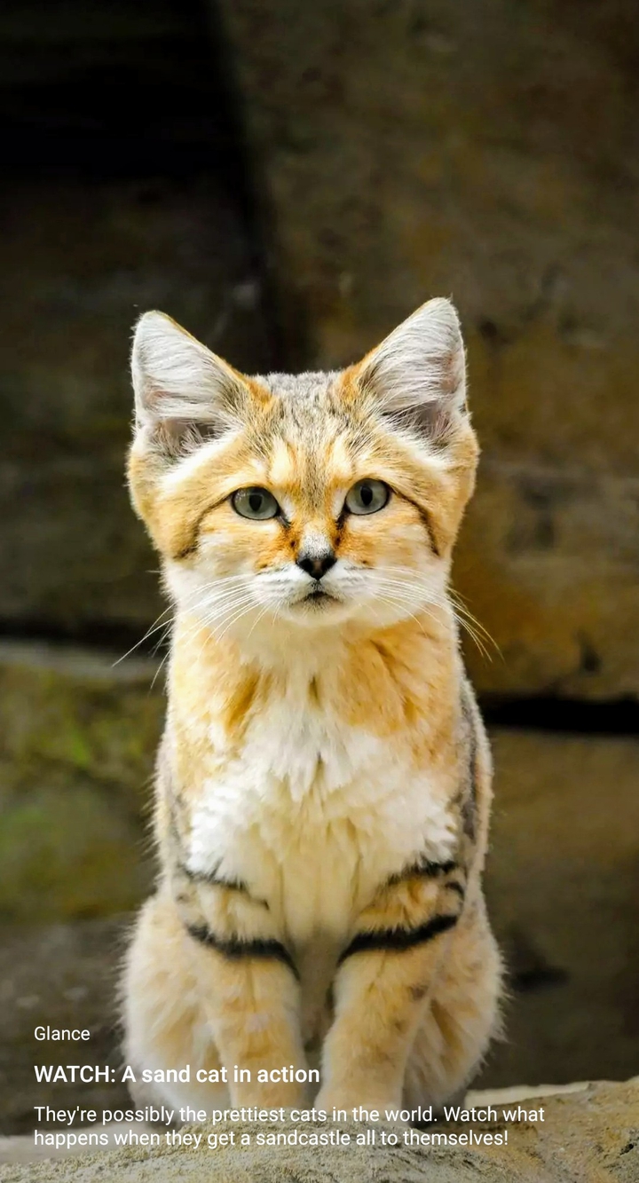 cute cat