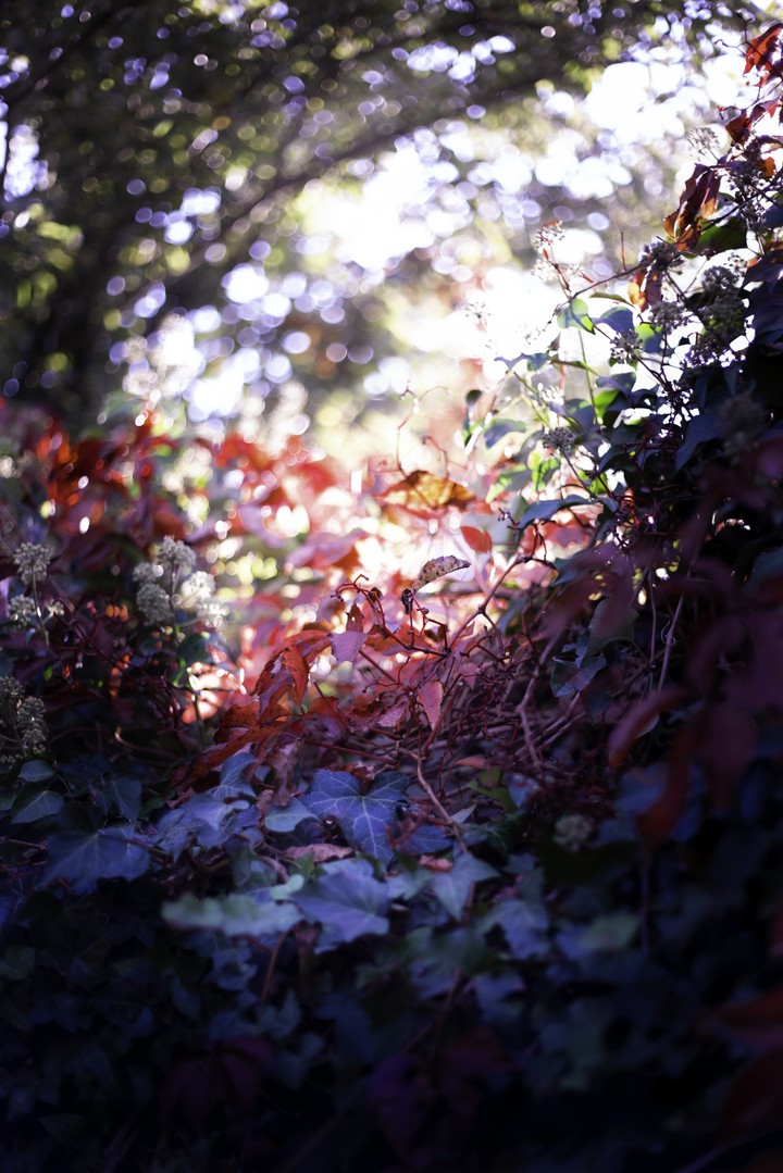 Magic forest