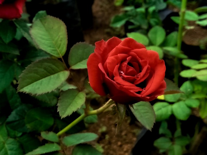beautiful red Rose