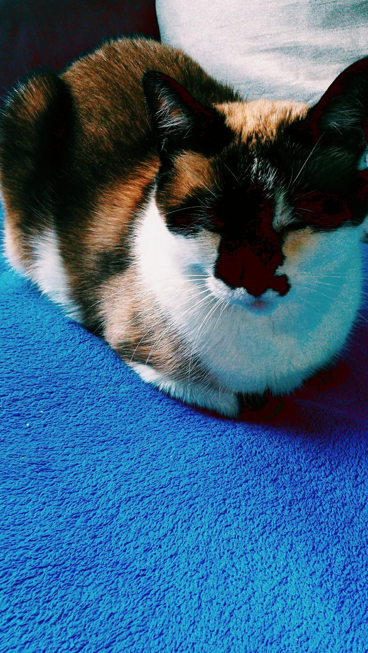 Cat relax