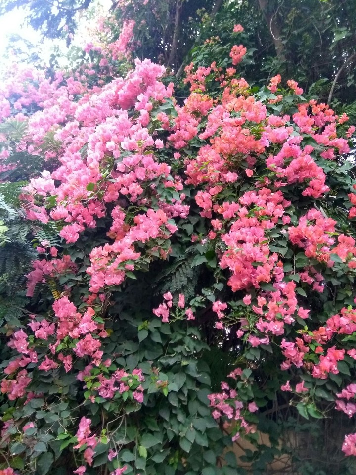 Random click