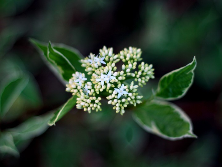 Blooming