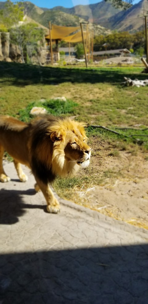 Hogle Zoo Lion