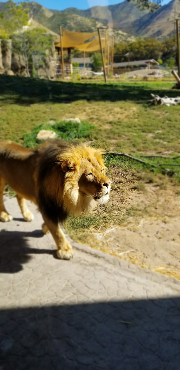 Hogle Zoo Lion