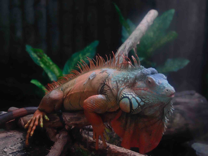 Crocodile