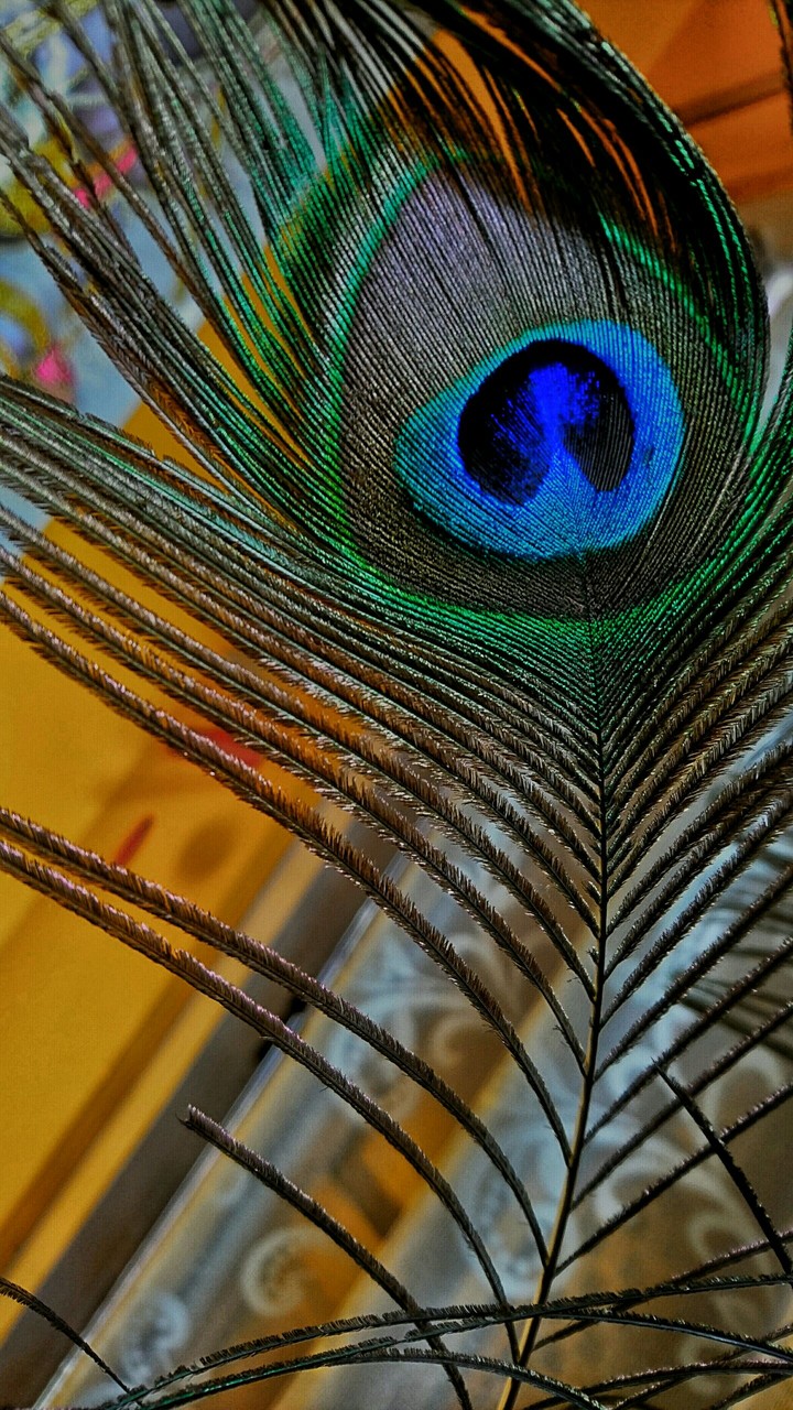 mayur pankh
