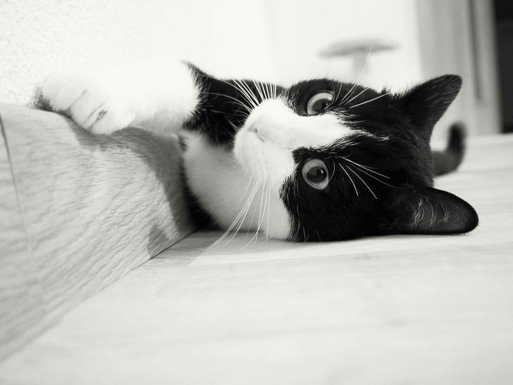 black and white cat