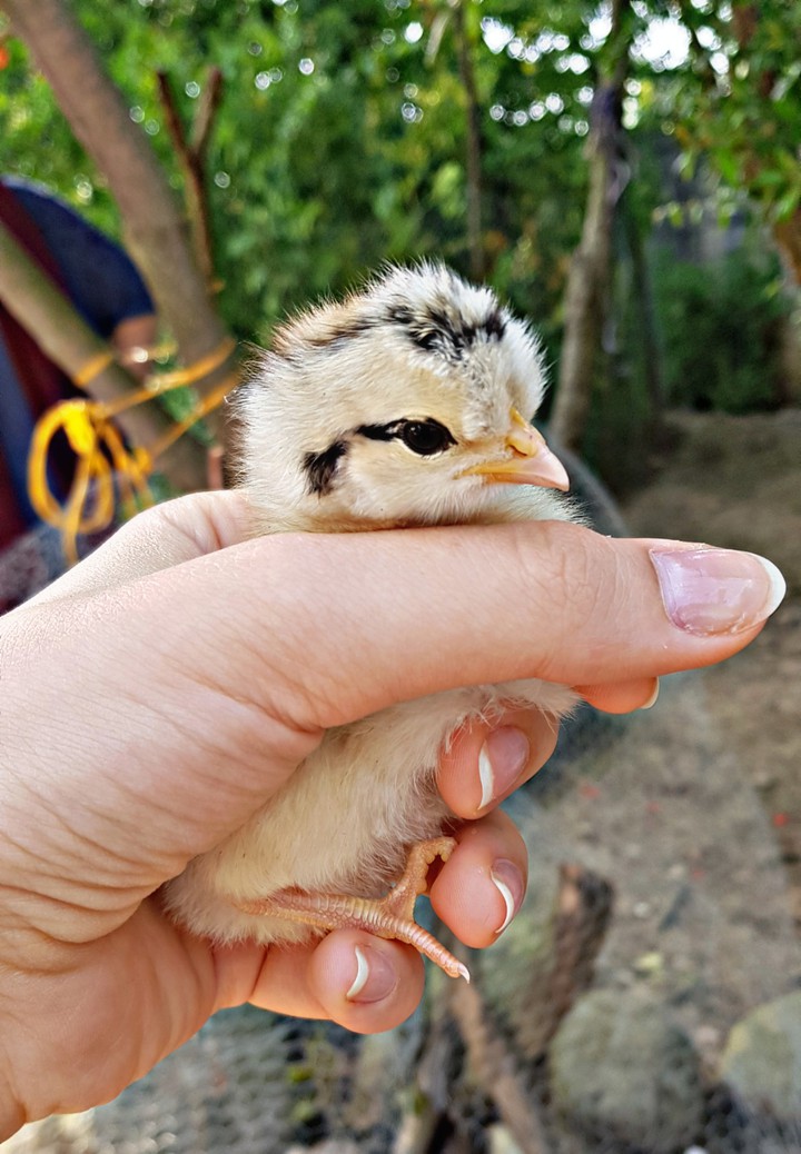 chick