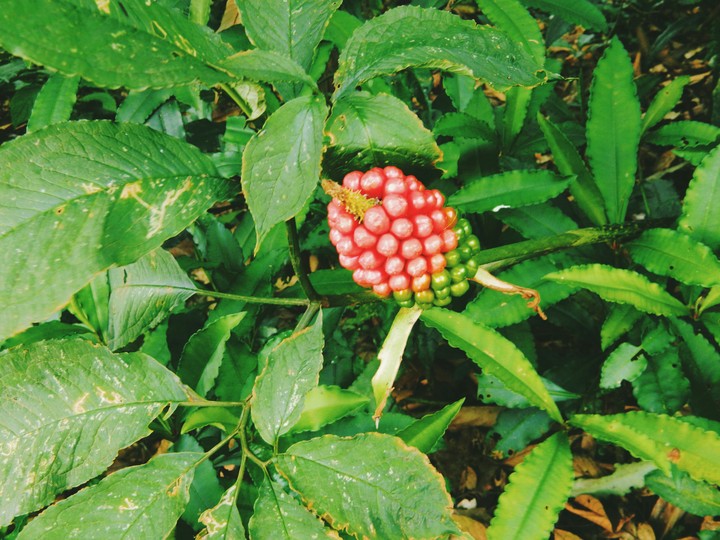 unique fruit