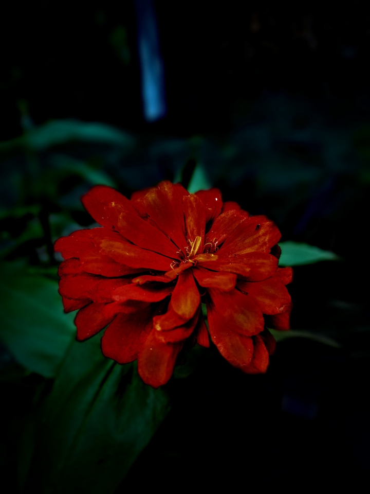 otra bella roja