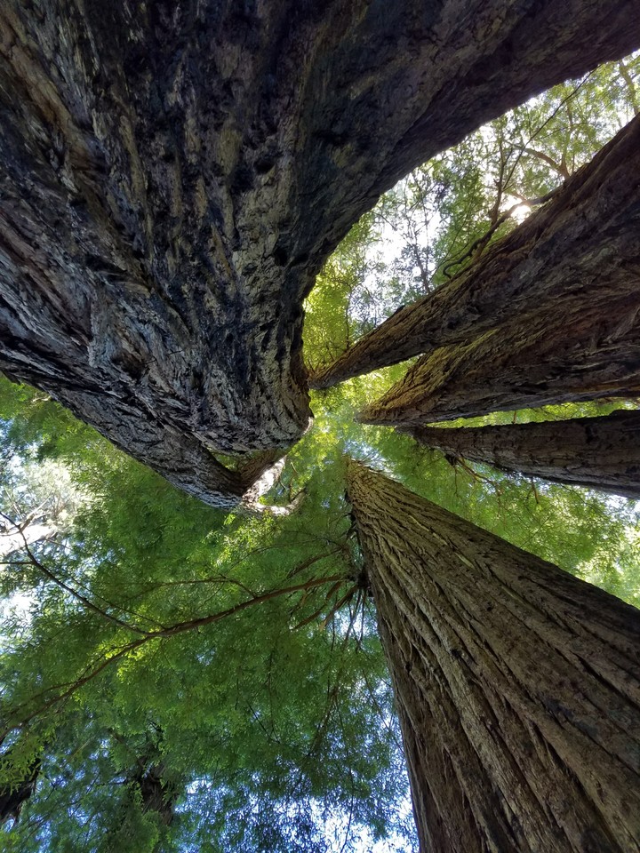 Redwood Sky