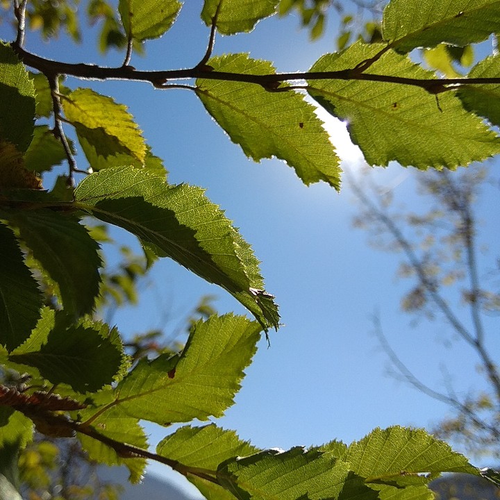 Leaves
