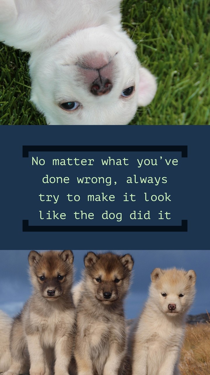 puppies