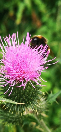 A bee and a flower❤
