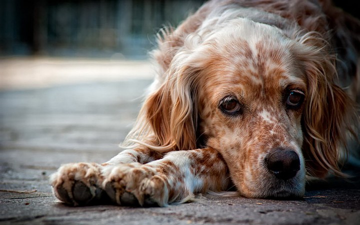 dog