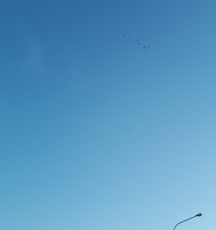 Birds