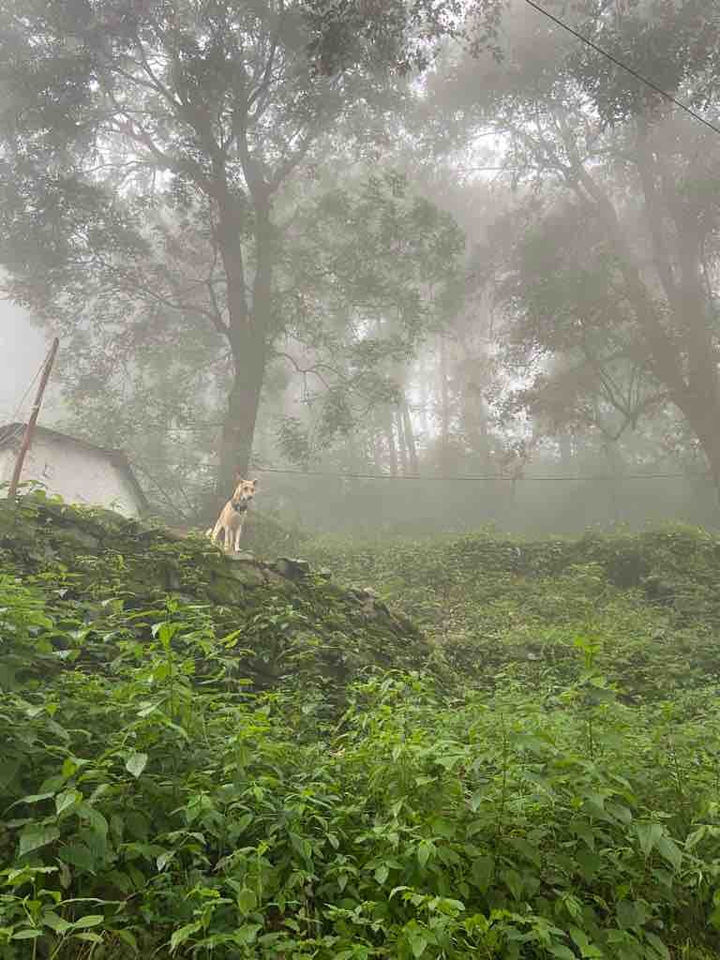 Dogs