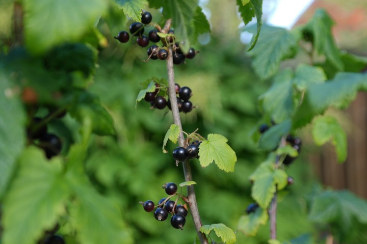 currant