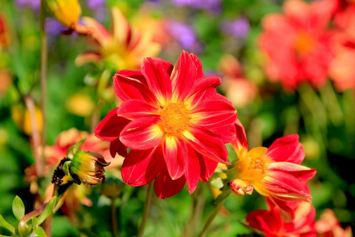 Flower