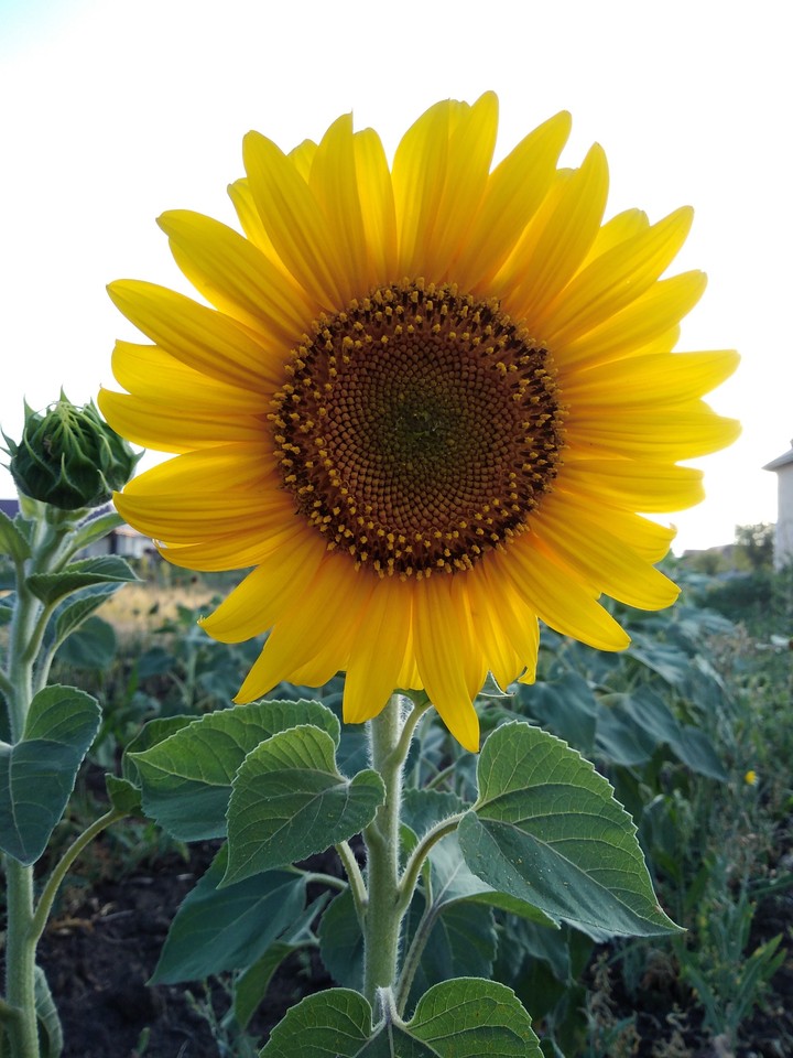 sunflower