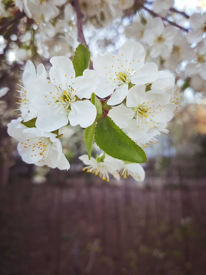 spring