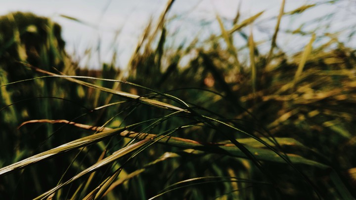 Grass