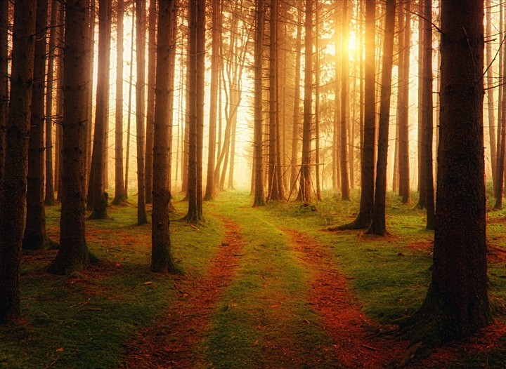 Forest