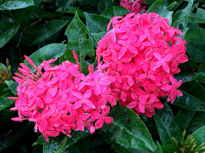 santan flower