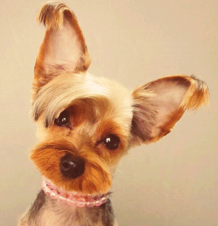 mi perita