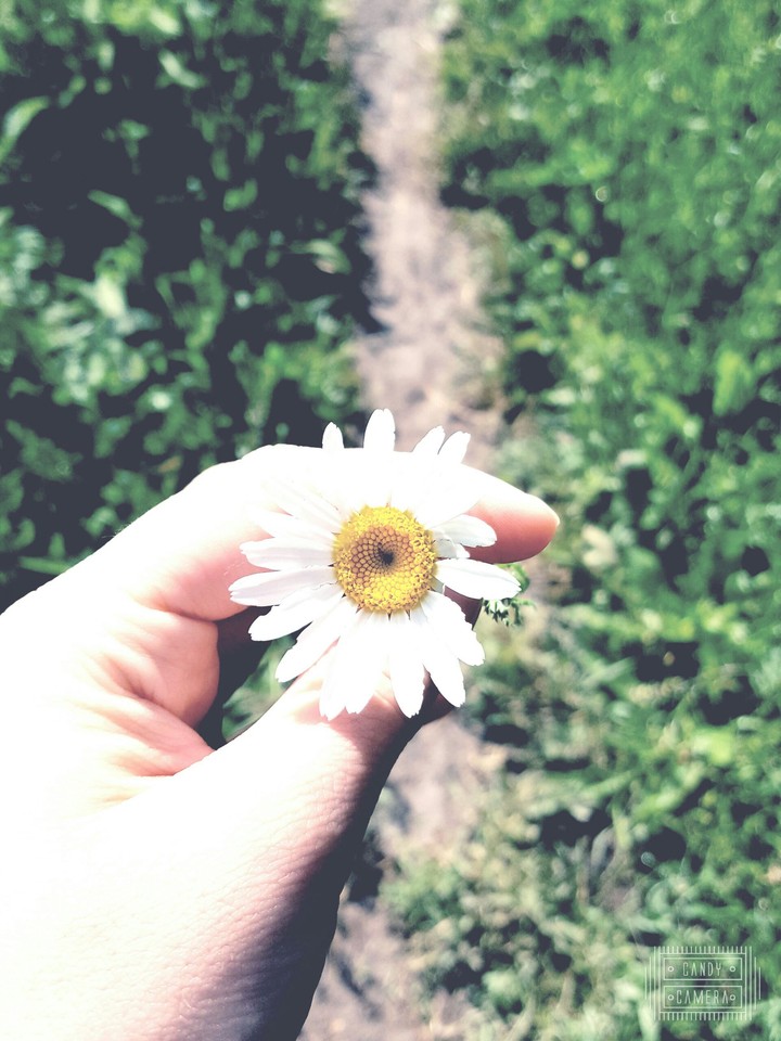 Daisy Love
