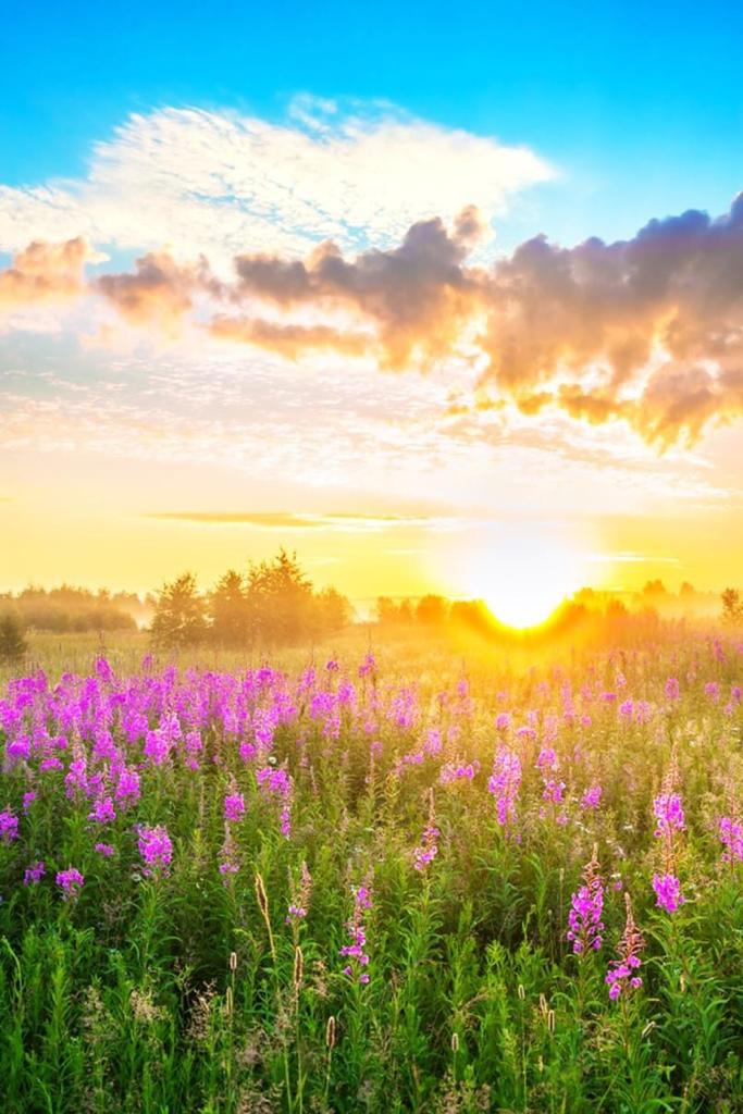 Field