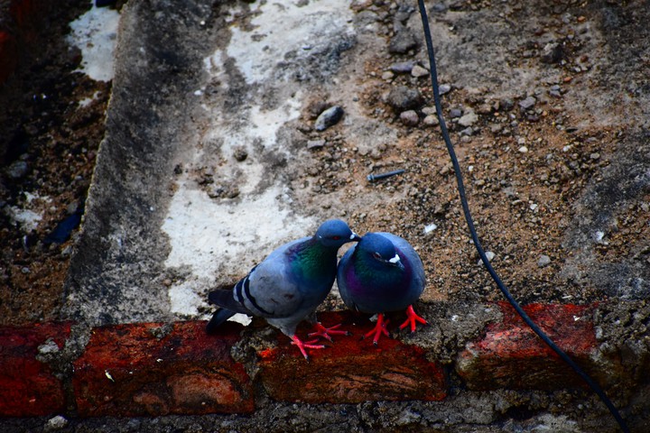 pigeons