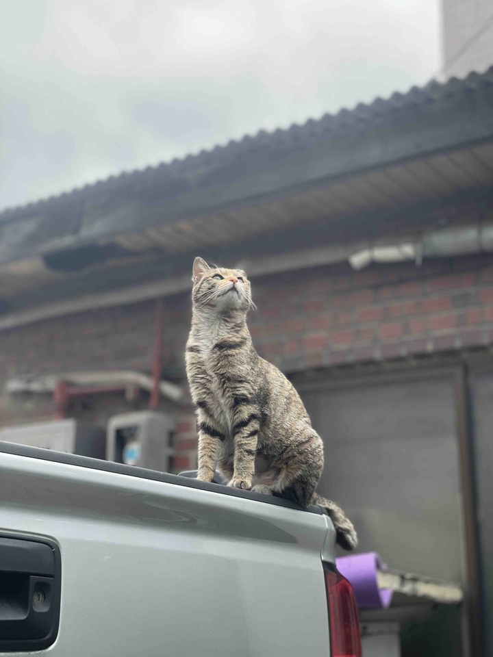 고양이