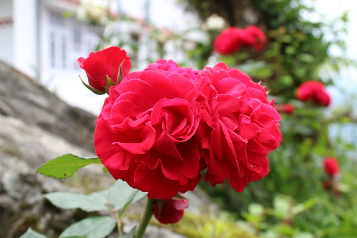 Red Love