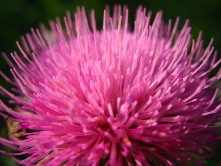 цветок pink