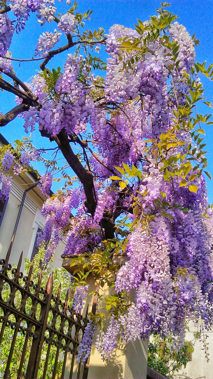 Wisteria blooming