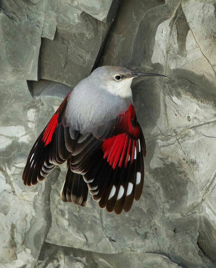 ⚪⚫⚀ Beatuiful  bird ♥️