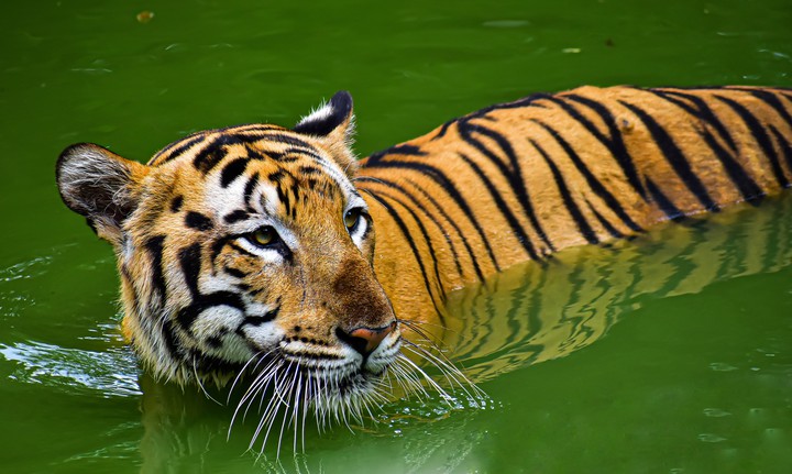 tiger