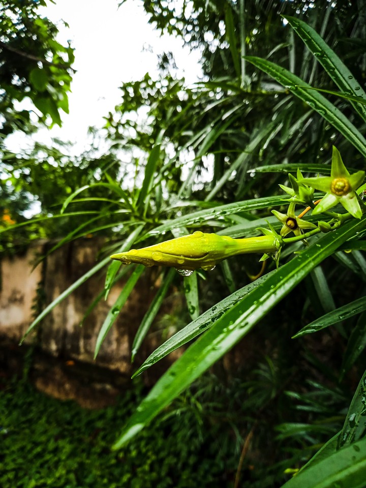 rain droplets on unbloosmed flower