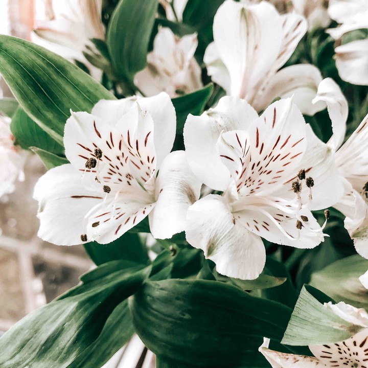 flowers