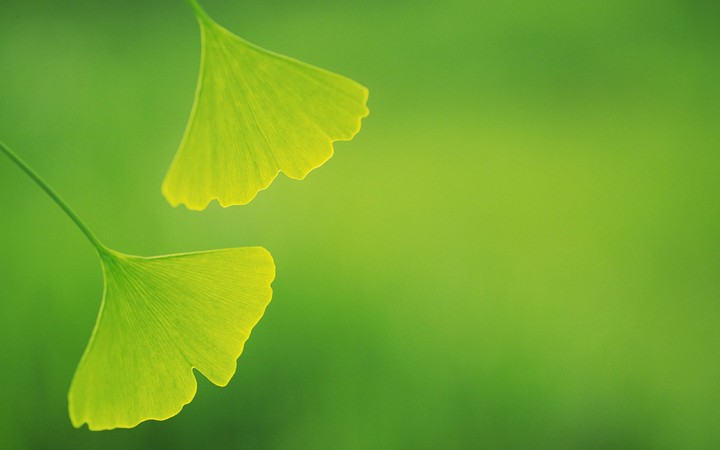 Ginkgo leave