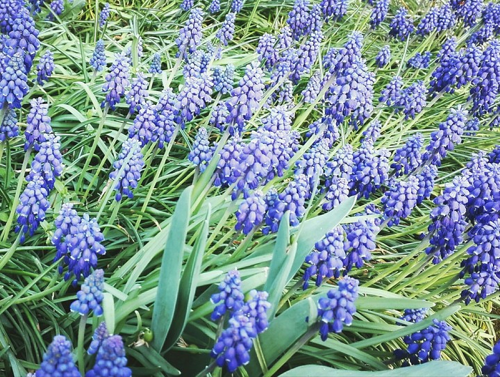 Hyacinths