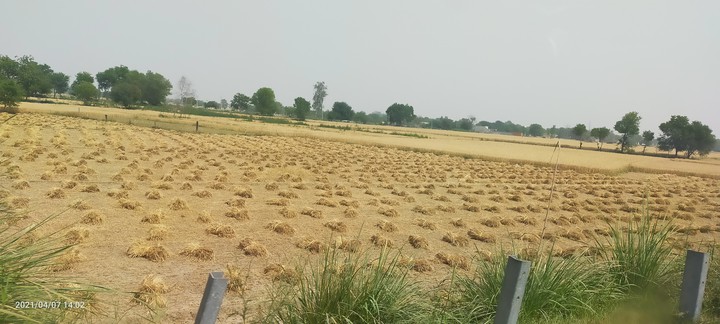 paddy field