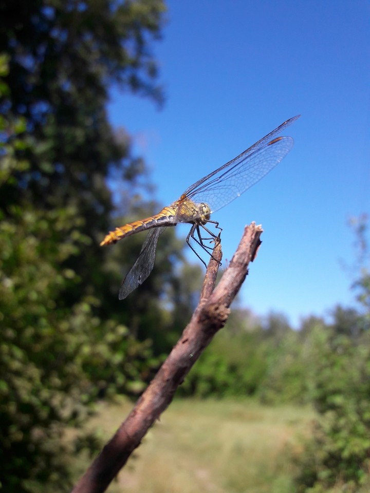 nature