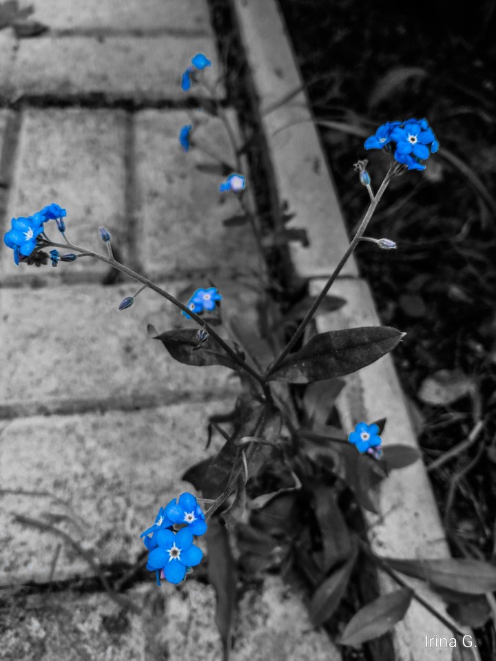 spring and flowers